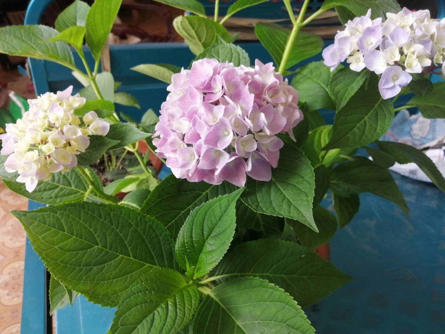 《走在雨里》《雁妈妈》《住在一起》《妈妈,春天就要来了》