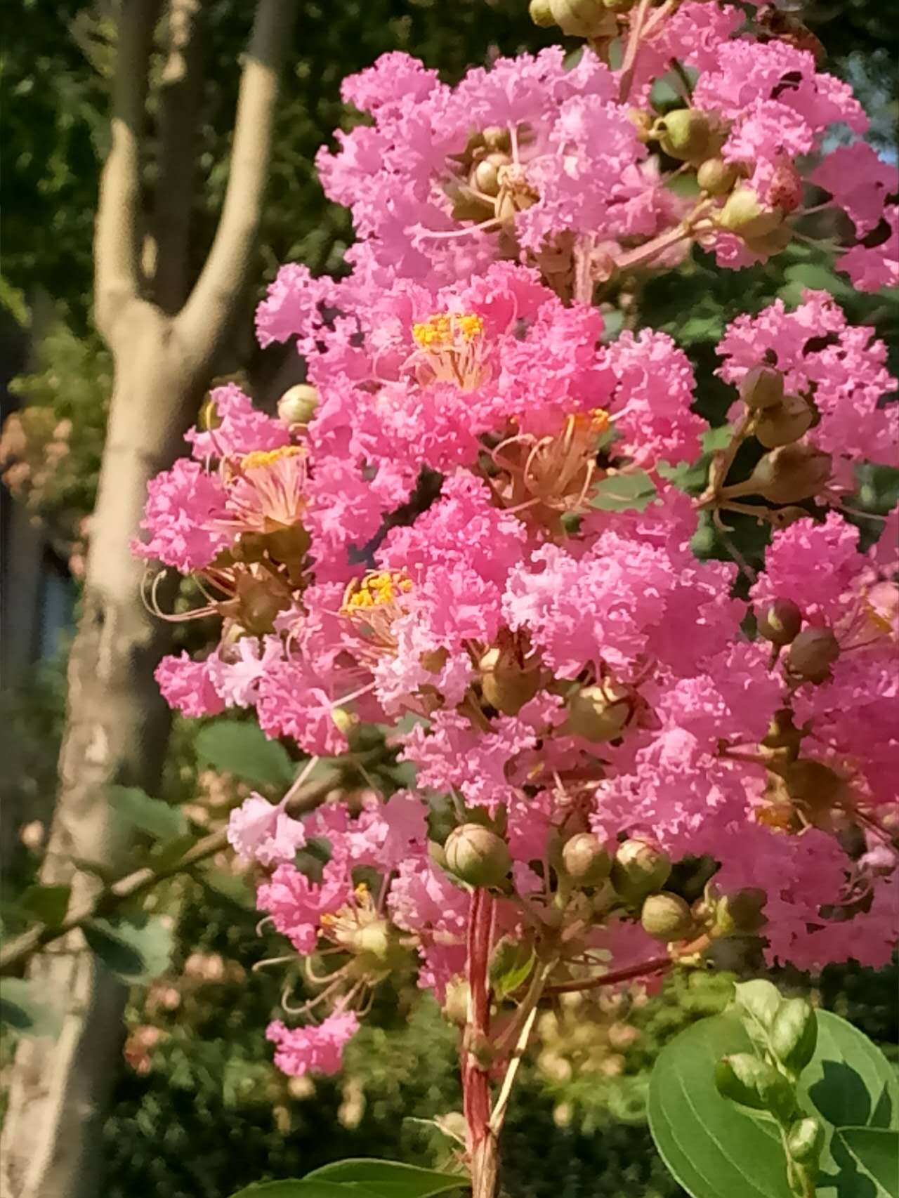 芦花